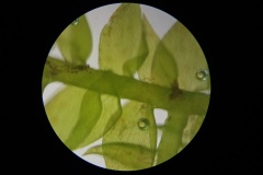 PrS6_mikrosvet-3